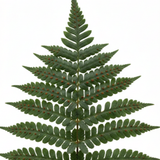 Set of 3 or 6 Evergreen Polypodium Vulgare Hardy Fern Plants for Shade Garden, Live Perennial, 11cm Root Ball