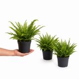 Boston Fern Nephrolepis, Pet-Safe Air Purifying Indoor Houseplant, 1 Litre Pots