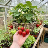 Set of 3 or 6 Large Plants - Strawberry Delizz Variety, Outdoor Garden Ready, 1L