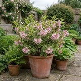 1 Weigela Variegata Plant, Pink Flowering Hardy Shrub, Bee Friendly, Outdoor Garden Ready, 17cm Root-Ball