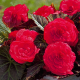 1 Large Plant - Begonia Mocca Cherry, Ready to Plant in Your Garden, 2L Pot