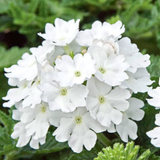 Set of 3 or 6 Large Plants - Verbena Lanai Up White, Ready to Plant in Your Garden