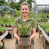 1 Gooseberry Kamieniar Plant, Hardy Edible Fruit Bush, Outdoor Garden Ready, 17cm Root Ball