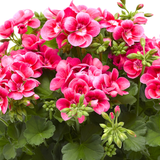 Set of 3 or 6 Large Plants - Geranium Calliope Pretty Little Pink Splash, Ready To Plant