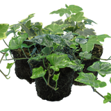 Ivy Growers Selection