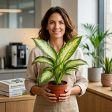 Variegated Dumb Cane Dieffenbachia Plant, Indoor Houseplant, 12cm 1 Litre Pots