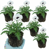 Set of 3 or 6 Papaver Orientale Royal Wedding Poppy Plants, Hardy Perennial, Outdoor Garden Ready, 1 Litre Root-Ball