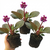 Set of 3 or 6 Bergenia Rotblum Hardy Evergreen Perennial Plants, Pink Flowering Ground Cover, Outdoor Garden Ready, 1 Litre Root-Ball