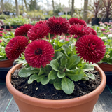 1 Bellis Habanera Red Hardy English Daisy Plant, Outdoor Garden Ready, 2 Litre Root Ball