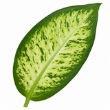Variegated Dumb Cane Dieffenbachia Plant, Indoor Houseplant, 12cm 1 Litre Pots