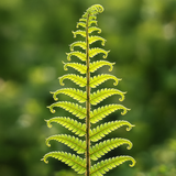 Scaly Male Fern Dryoteris The King