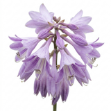 Set of 3 or 6 Large Hosta Growers' Mix Plants, Outdoor Garden Ready Hardy Shade Perennials, 1 Litre Root Ball