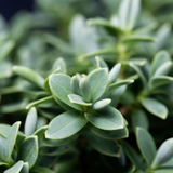 Hebe Little Leaves Grey