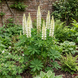 1 Large Plant - Lupin West Country Polar Princess, Outdoor Garden Ready, 3L Pot