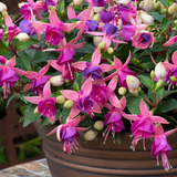 Fuchsia Diva Light Pink and Purple