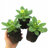 Set of 3 or 6 Primula Little Queen Lime Hardy Perennial Plants, Bee Friendly Spring Flowering, Outdoor Cottage Garden Ready, 1 Litre Root-Ball