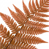 Set of 3 or 6 Japanese Shield Fern Dryopteris Erythrosora Prolifica, Hardy Shade Perennial Plants, 1 Litre Root Ball