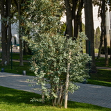 Eucalyptus Gunnii