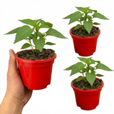 Set of 3 or 6 Large Plants - Sweet Pepper Snack Orange, Ready to Plant in Your Garden