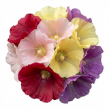 Set of 3 or 6 Hollyhock Growers Mix Hardy Cottage Garden Perennial Plants, Bee Friendly, Outdoor Garden Ready, 1 Litre Root-Ball