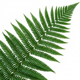 Set of 3 or 6 Soft Shield Fern Polystichum Setiferum Plants, Hardy Evergreen Shade Loving Perennial Ferns, Outdoor Garden Ready, 1 Litre / 11cm Root-Ball