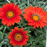 Set of 3 or 6 Large Plants - Gazania Kiss Red, Ready to Plant in Your Garden, Peat-Free