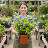 1 Ceanothus Thyrsiflorus Zanzibar California Lilac Plant, Hardy Evergreen Blue Flowering Shrub, 3L Root-Ball