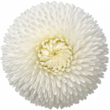 1 Bellis Habanera White English Daisy Plant, Outdoor Garden Ready, Spring & Autumn Bedding, 2Ltr Root-Ball