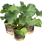 Geranium Toscana Anne