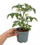 1 Gardeners Delight Cherry Tomato Plant, Live Outdoor Garden Ready, Established 2 Litre Root Ball
