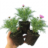 Set of 3 or 6 Large Plants - Cosmos Apollo Pink, Ready to Plant in Your Garden, Peat-Free