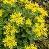 Set of 3 or 6 Sedum Oracle Hardy Perennial Stonecrop Plants, Low Maintenance, Bee Friendly, Drought Tolerant Ground Cover, Outdoor Garden Ready, 11cm Root-Ball