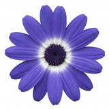 1 Senetti Lavender Flowering Plant, Hardy Summer Bedding, Outdoor Garden Ready, 17cm Root-Ball