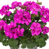 Set of 3 or 6 Large Plants - Pelargonium Toscana Dolce Vita Evi Blue, Ready to Plant