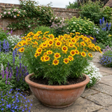 Set of 3 or 6 Coreopsis Sunfire Hardy Perennial Plants, Garden Ready, Bee Friendly, Summer Flowering, 1 Litre Root Ball