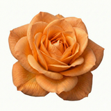 Rose - Bush - Orange