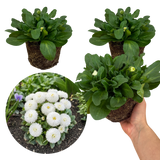 Bellis Habanera White