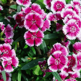 Dianthus Violet Picotee
