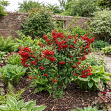 1 Pyracantha Red Star Firethorn Plant, Hardy Evergreen Climbing Hedge Shrub, 3 Litre Root Ball