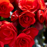 1 Begonia Vermillion Red Upright Live Plant, Summer Bedding Garden Ready, 2Ltr Root Ball