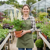 Set of 3 or 6 Hardy Lupin Legendary White Perennial Plants, Bee Friendly Cottage Garden Lupins, 1 Litre Root Ball