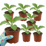 Set of 3 or 6 Large Plants - Grow Your Own Aubergine Meatball, Outdoor Garden Ready