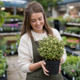 1 Large Plant-Euonymus Aureomarginatus, Ready to Plant in Your Garden, 2L Pot