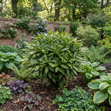 1 Aucuba Japonica Variegata Spotted Laurel Plant, Shade Loving Hardy Evergreen Shrub, 2 Litre Root Ball