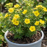 1 Potentilla Goldfinger Hardy Yellow Flowering Shrub, Bee Friendly Garden Plant, 2 Litre Root Ball