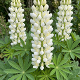 Set of 3 or 6 Hardy Lupin Legendary White Perennial Plants, Bee Friendly Cottage Garden Lupins, 1 Litre Root Ball