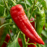 1 Sweet Pepper Thor Live Plant, Outdoor Garden Ready, Grow Your Own Vegetables, 2Ltr Root Ball