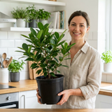 1 Ficus Moclame Indian Laurel Fig, Tropical Indoor Houseplant, Statement Plant, 5 Litre Root-ball