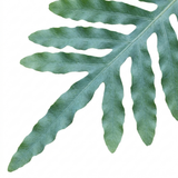 1 Phlebodium Aureum Blue Star Fern Houseplant, Pet Friendly Easy Care Indoor Plant, 17cm Root Ball