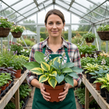 Set of 3 or 6 Large Hosta Growers' Mix Plants, Outdoor Garden Ready Hardy Shade Perennials, 1 Litre Root Ball